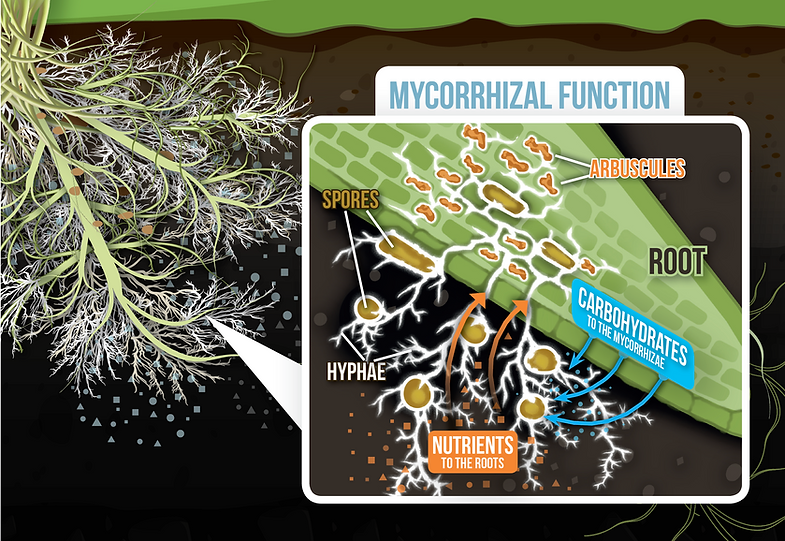 mycorrhizal-fungi-reforestation-technologies-international-rti-gilroy